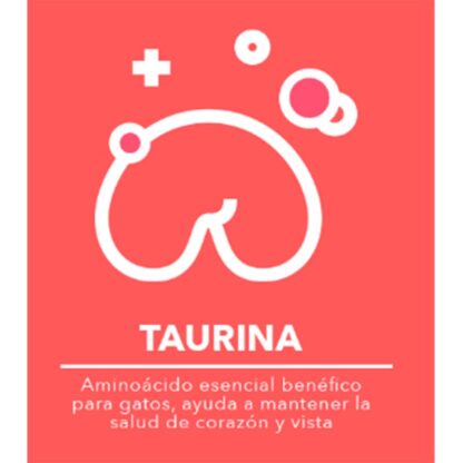 beneficios kisha kittens