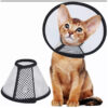 collas isabelino gato