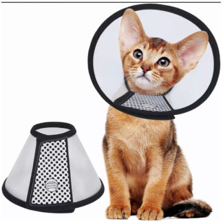 collas isabelino gato