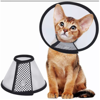 collas isabelino gato