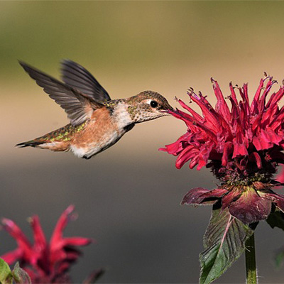 hummingbird