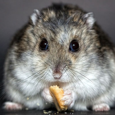 hamster