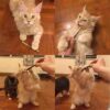 palitos para quitar el sarro a los gatos
