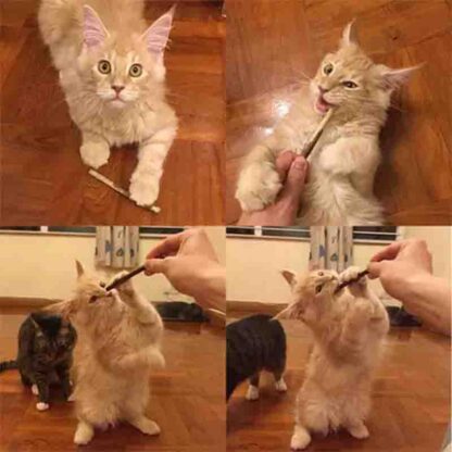 palitos para quitar el sarro a los gatos