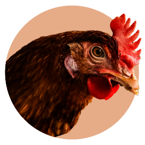 categoría aves