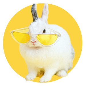 categoría conejos