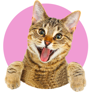 categoría gatos