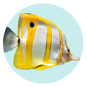 categoría peces