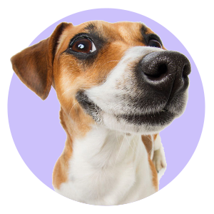 categoría perros
