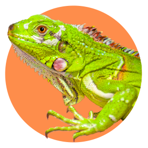 categoría reptiles